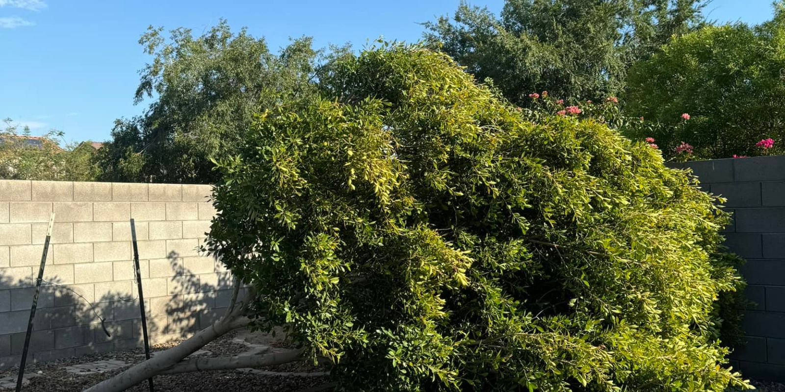 tree trimming melbourne fl